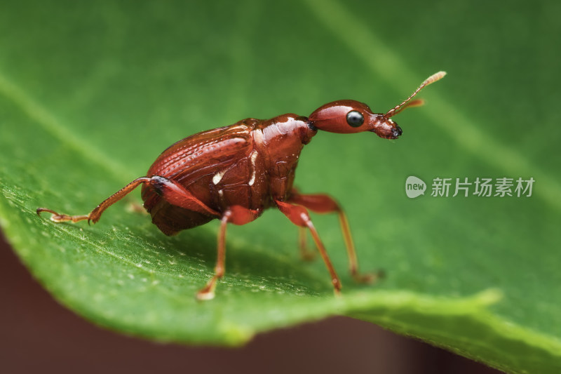 叶片上的卷叶象鼻虫微距特写