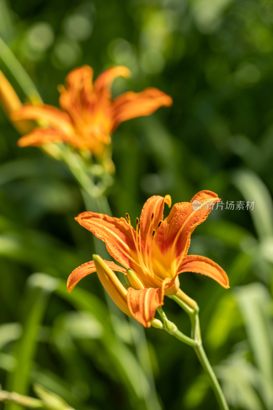 黄花菜 黄花