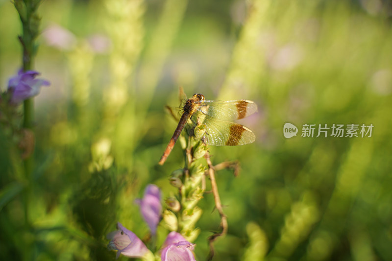 蜻蜓在花草上休息