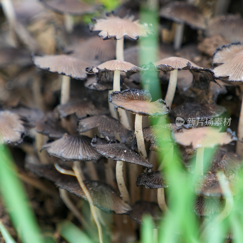 蘑菇菌菇野生菌