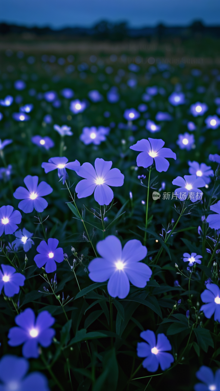 紫色风铃花特写