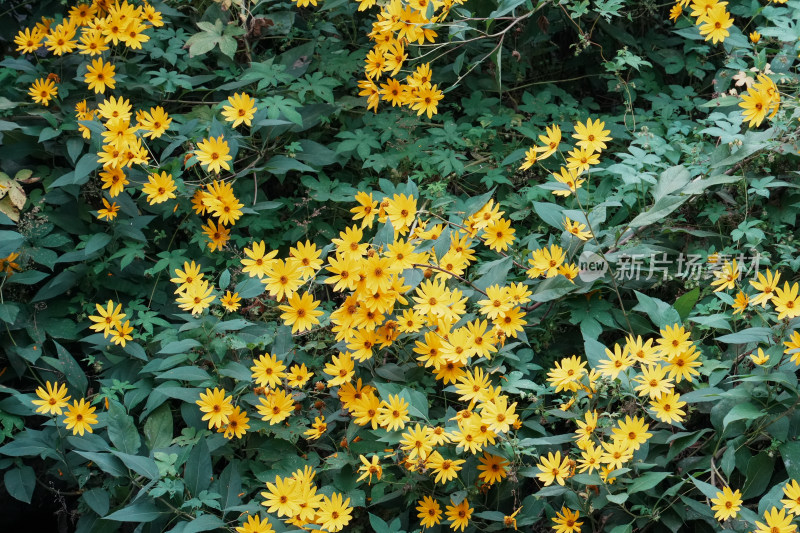 北京圆明园公园盛开的菊花