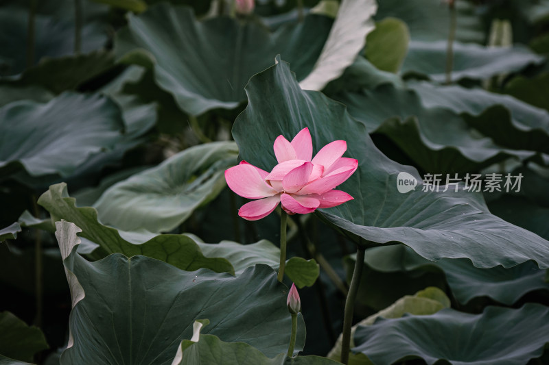 雨后荷花