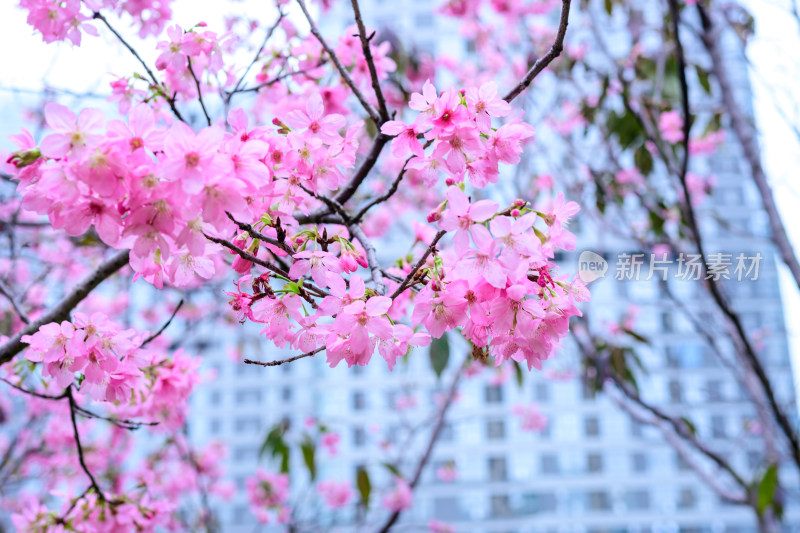 盛开的粉色樱花枝条