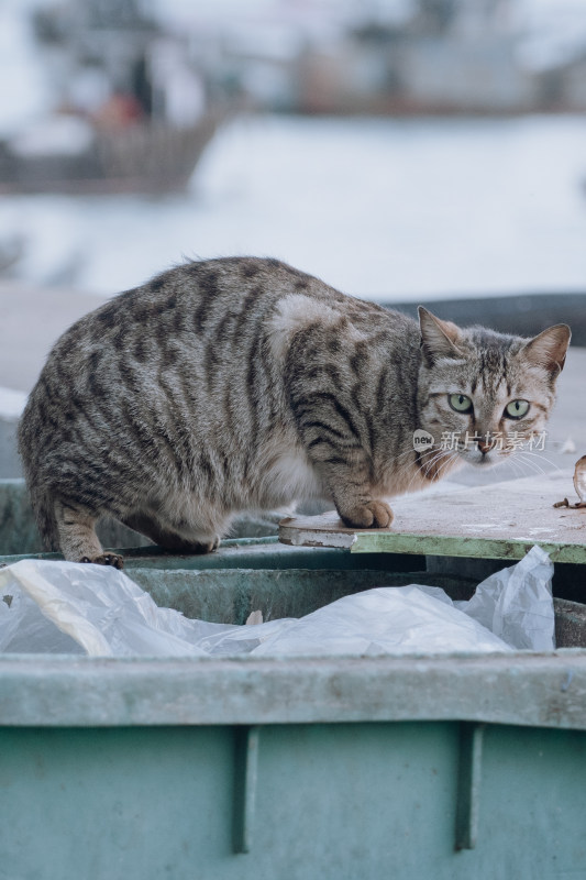 可爱的小猫咪