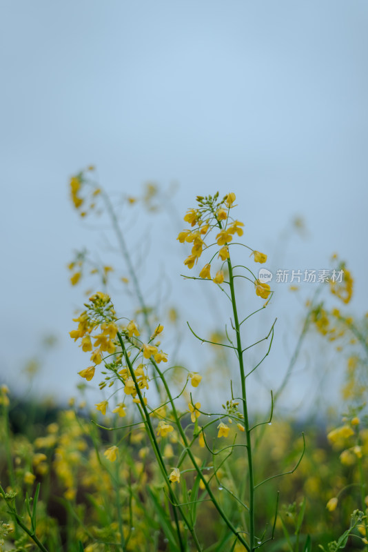 雨中黄色油菜花的清新自然景象