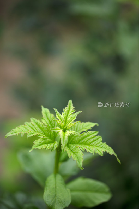 鸡树条植物特写