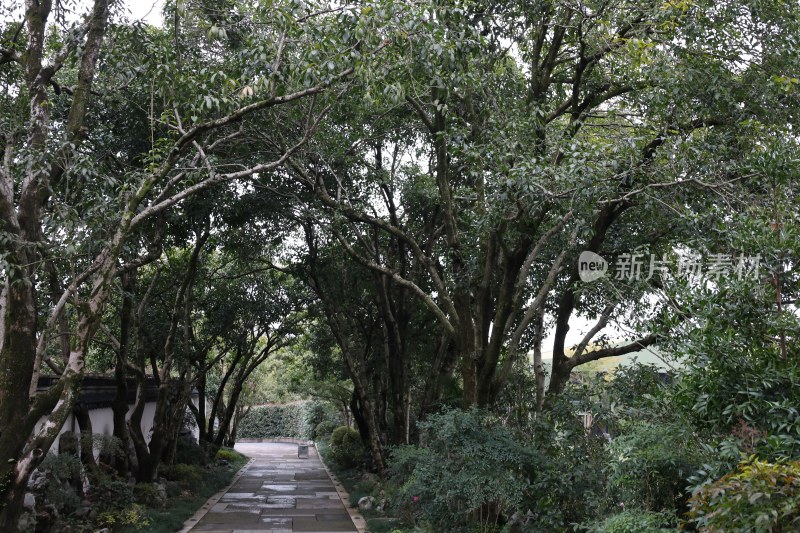 林荫小道自然风光景观