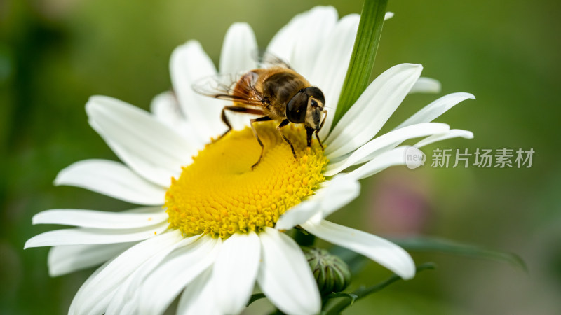 春天的大滨菊和蜜蜂微距特写