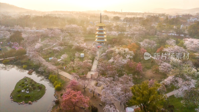 航拍武汉东湖樱花园