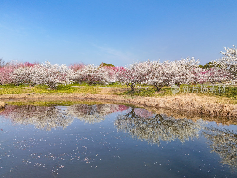 花开海上梅花节