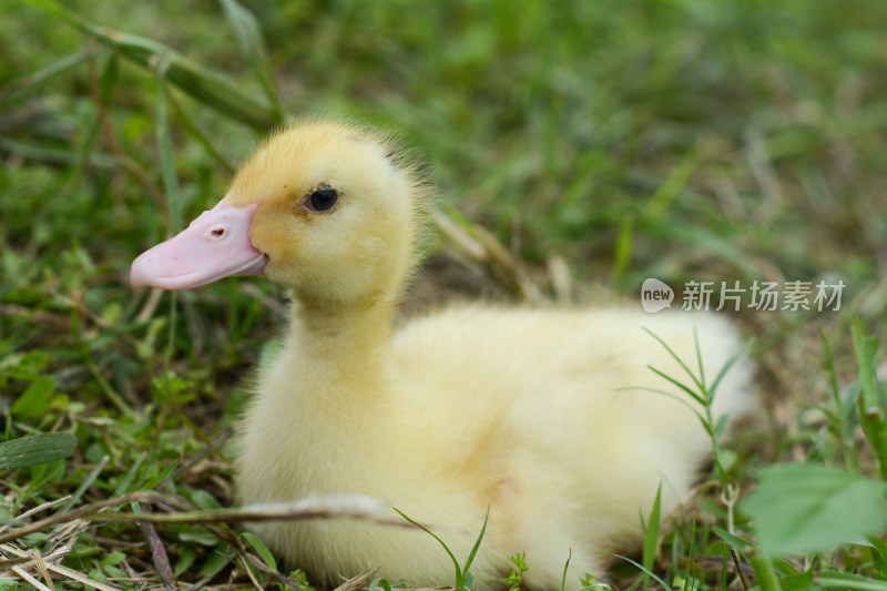 草地上的小黄鸭小鸭子