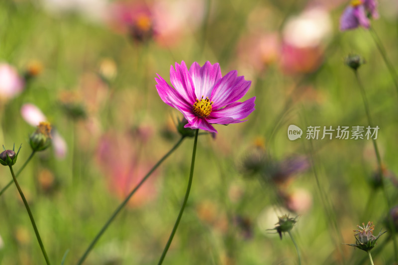 夕阳下的格桑花或波斯菊