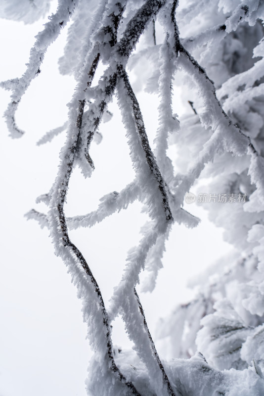 冬季大雪树木雾凇雪挂