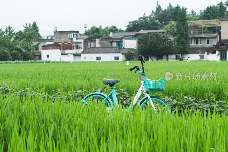 碧绿稻田田园风光