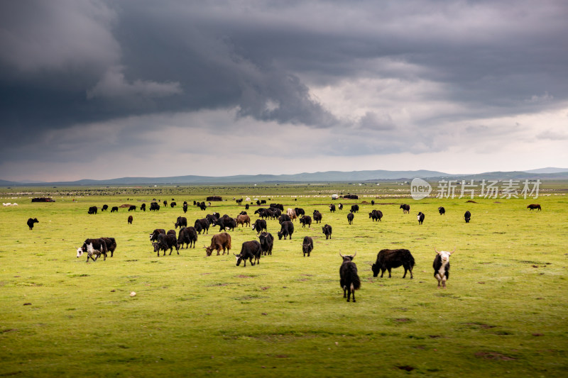 乌云笼罩着夏季草原牧场里的牛群