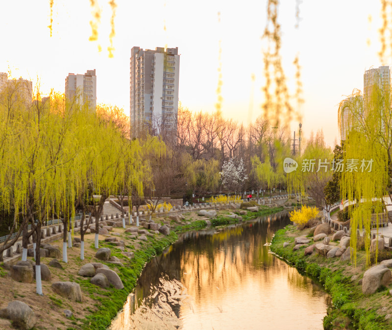 黄昏时分，公园河岸杨柳依依