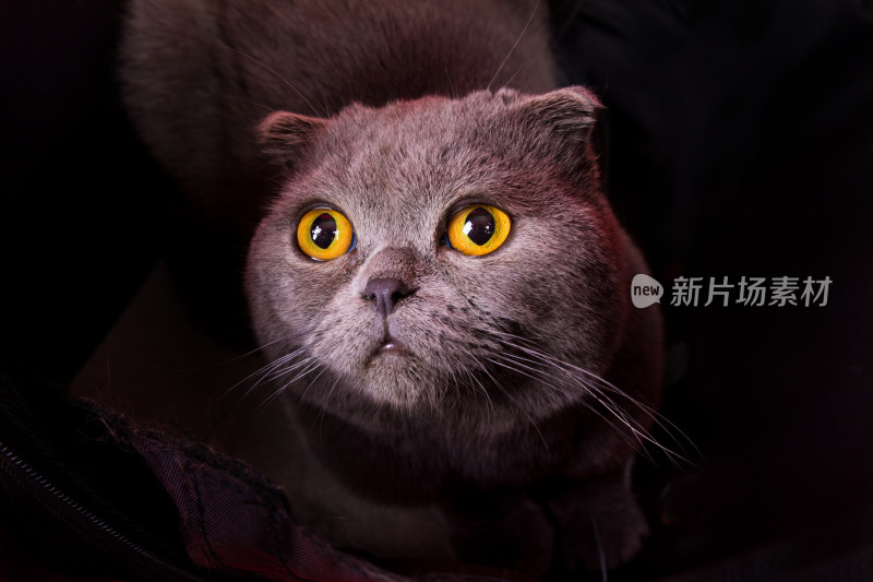 一只宠物猫特写