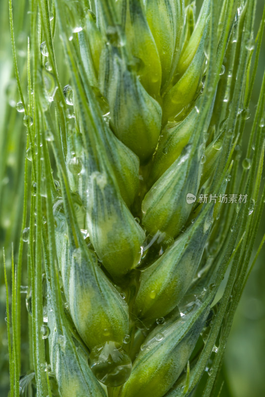 小麦开花麦穗麦子粮食丰收希望谷雨小满