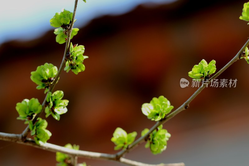 春天榆树长出榆钱