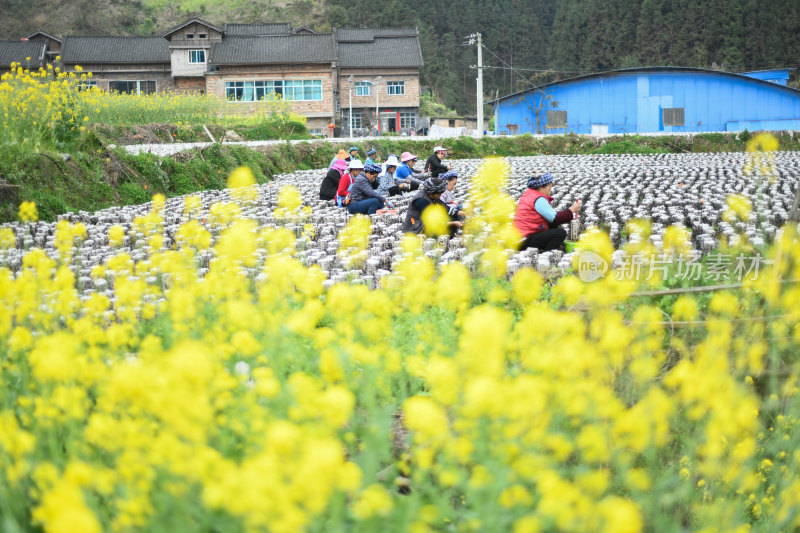 地栽木耳采收丰收