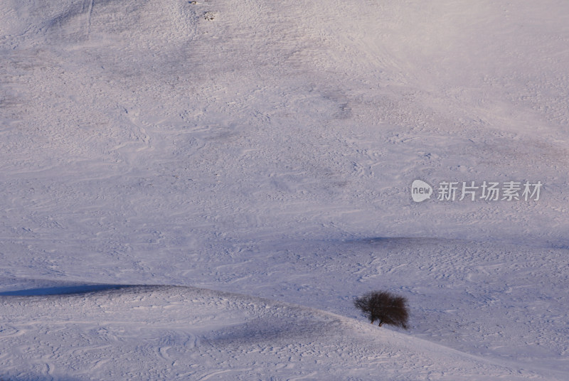 冬日坝上雪景白桦树风景水墨画