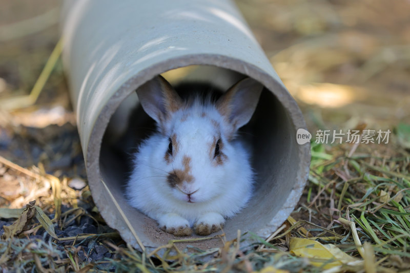 兔子在管道内休憩