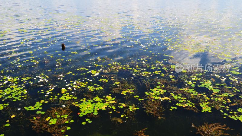 大理洱海生态廊道环湖风光