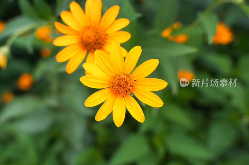 两朵黄色的菊花