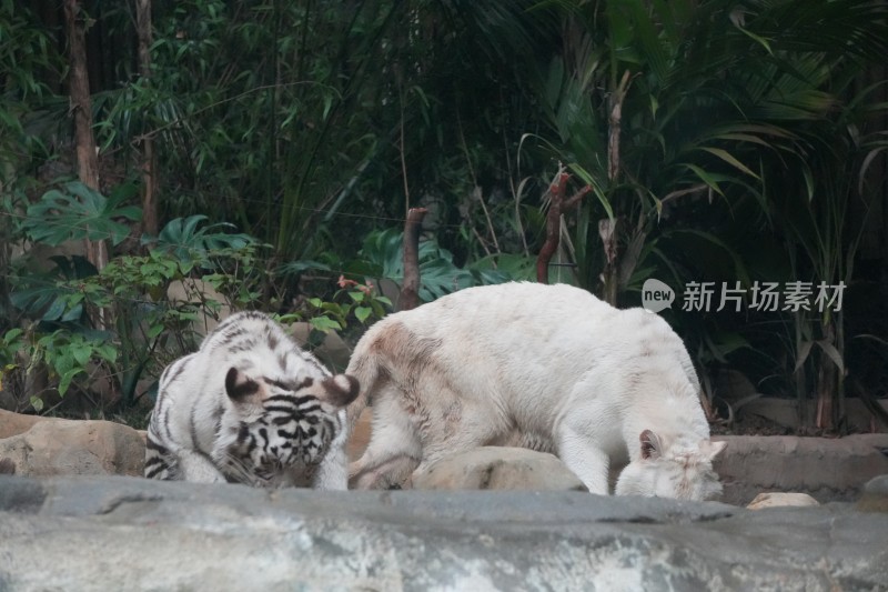 两只白虎在绿植旁活动