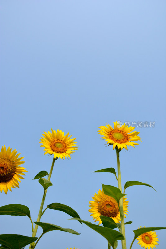 向日葵花朵盛开农业种植