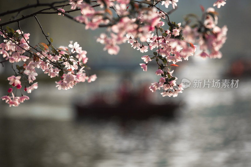 春天的花朵