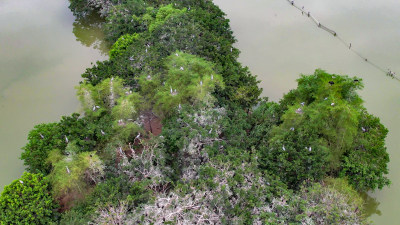 鸟群鸟岛惠州西湖航拍