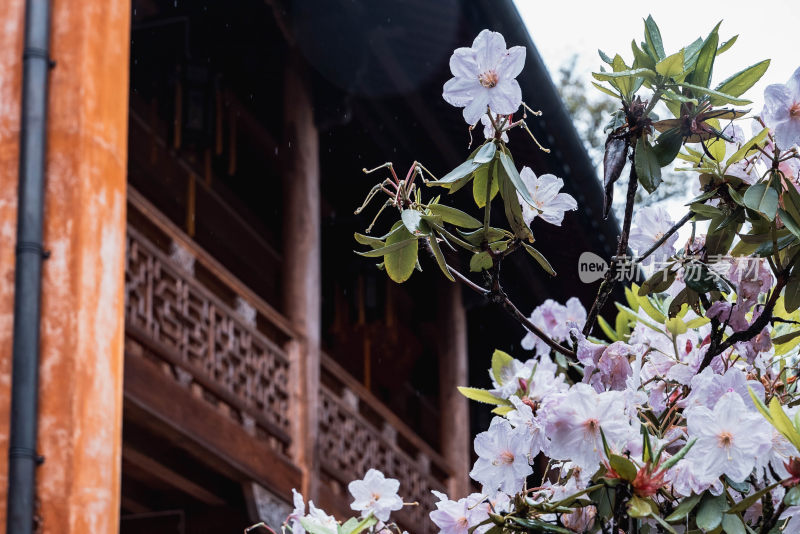 天台山国清寺墙角的花