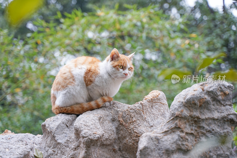 公园中的流浪猫