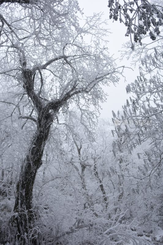 冬季雪景美景大雪