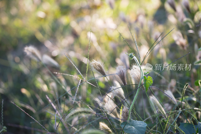 秋天夕阳下干枯的虎尾草