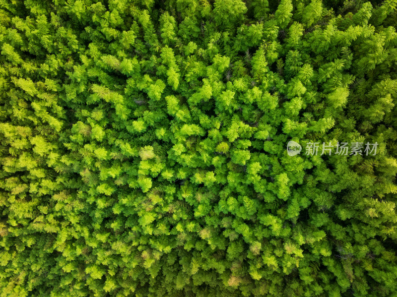 航拍俯瞰绿色茂密森林树木植被