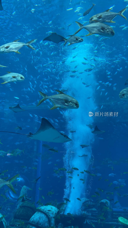 海南三亚亚特兰蒂斯失落的空间水族馆