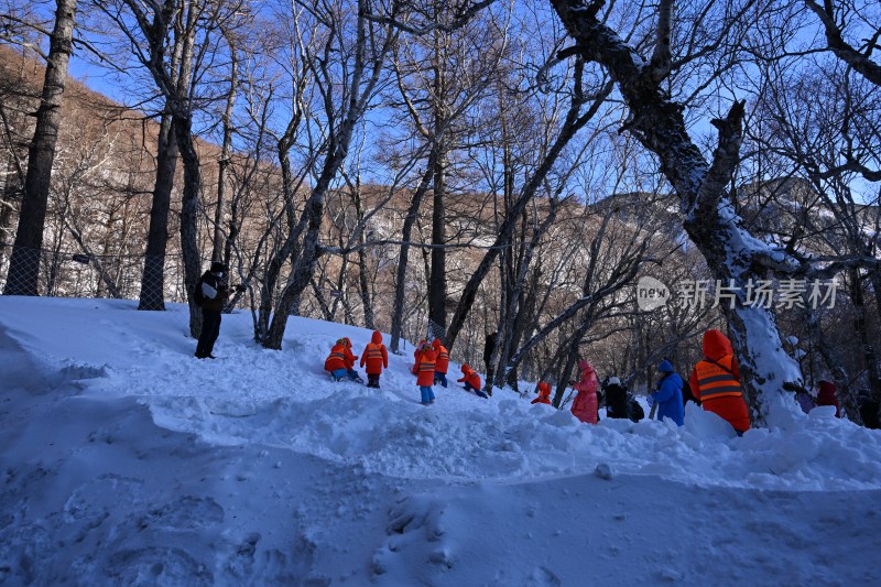 雪后树林蓝天相映的冬日自然景象