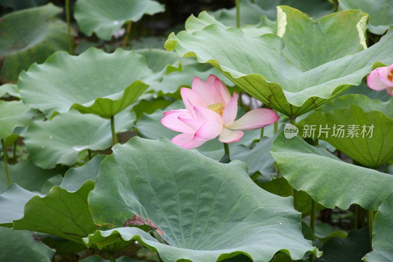 广东东莞：莲湖风景区荷花盛开 荷叶田田