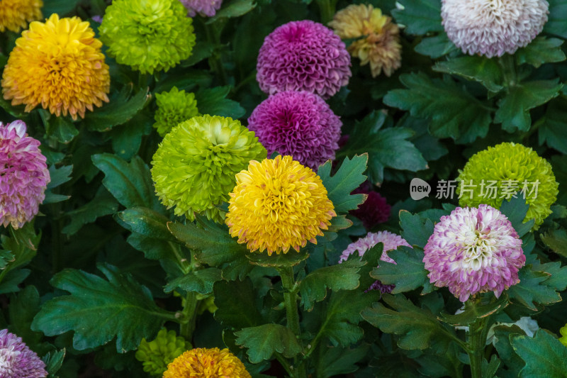 福州西湖第58届菊花展览