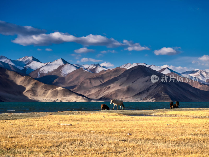 清晨时分的雪山湖泊