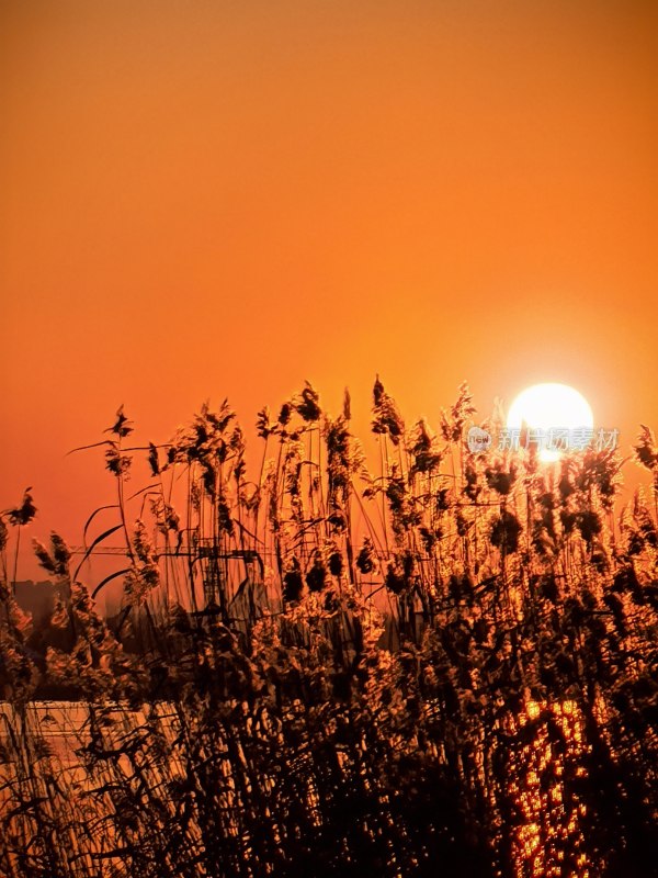 夕阳下的芦苇荡：金色余晖中的自然之美