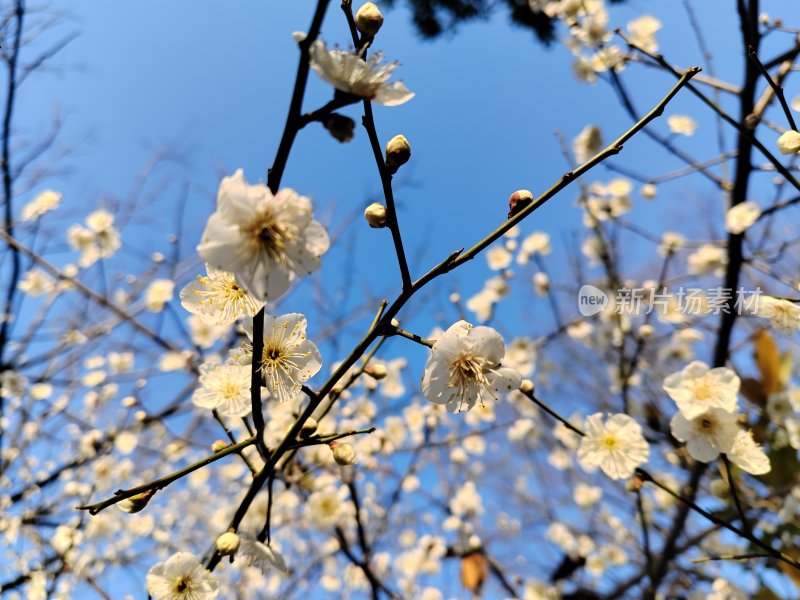 蓝天下盛开的白色梅花树