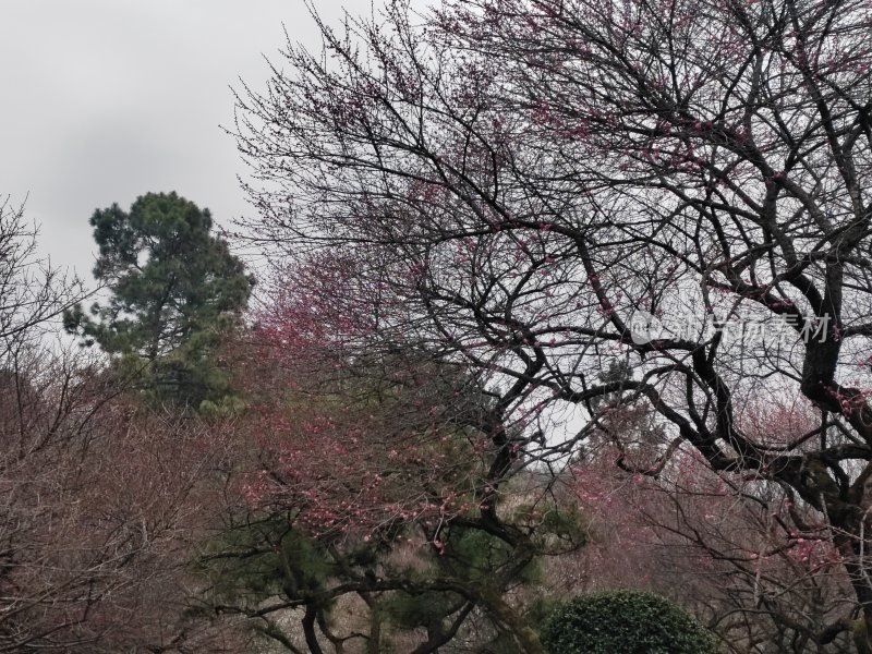 户外梅树抽新芽的自然景象