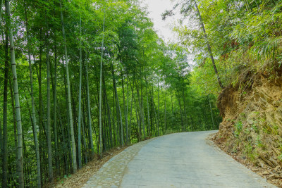 竹林小路