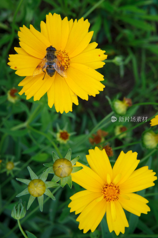 小蜜蜂采蜜的黄色金鸡菊