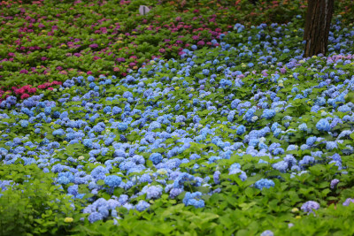 绣球花科绣球属无尽夏 满画幅绣球花花海