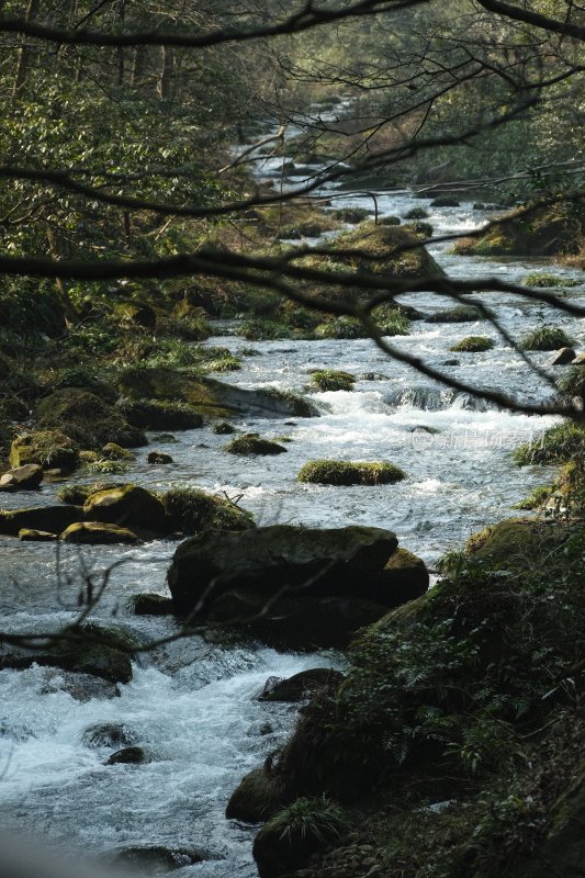 林间溪流与覆青苔石块景观